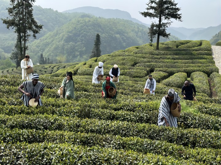 一次难忘的宜茶茶园体验之旅